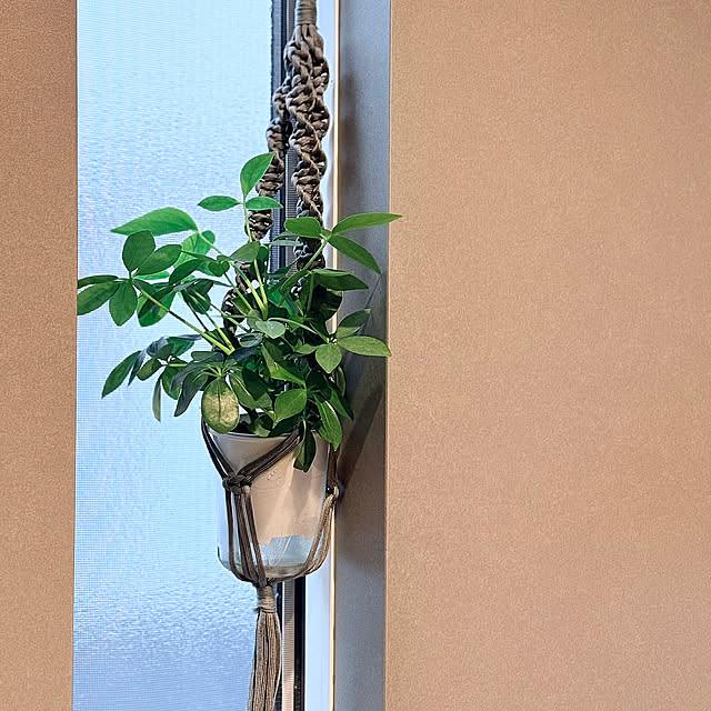 紫陽花,ハンギンググリーン,ハンギングプランツ,観葉植物のある暮らし,アースカラー,グレーの壁,グレーの壁紙,Bathroom sakiの部屋