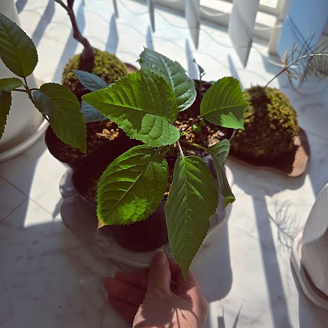 さくらんぼ苗,さくらんぼ,春,ミサワホーム,レモン,レモンの木,レモンの苗木,レモンの苗 mutyukingの部屋