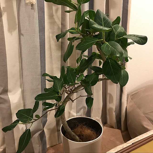 フィカスベンガレンシス,NO GREEN NO LIFE,建売住宅,観葉植物のある暮らし,観葉植物,Lounge coroの部屋