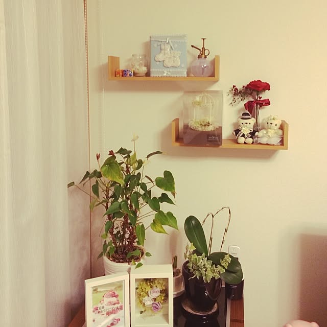 My Shelf,雑貨,DIY,観葉植物,ニトリのウォールシェルフ,手作り,100均,セリア,ニトリ makoketa.fの部屋