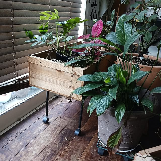 Lounge,観葉植物 Naoroom+の部屋
