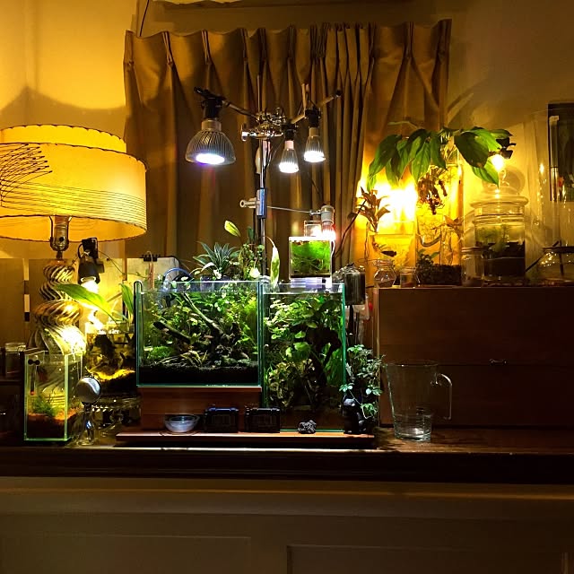 My Shelf,アクアリウム,観葉植物,アンティーク,ハンドメイド Coripanの部屋