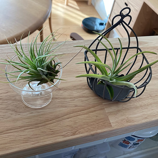 ナチュラルキッチン,エアプランツ,チランジア,植物のある暮らし,Overview bestwishes.ryokoの部屋