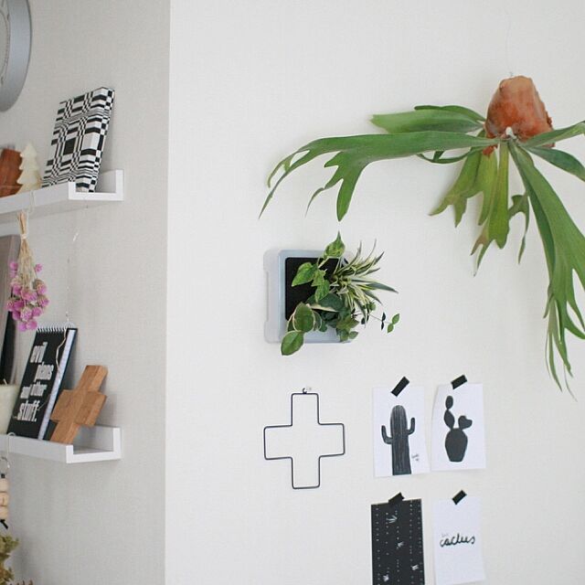 壁にかけて楽しもう 無印良品の壁にかけられる観葉植物 Roomclip Mag 暮らしとインテリアのwebマガジン