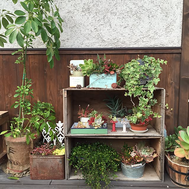 Entrance,りんご箱,セダム,ワイヤープランツ,アイビー,多肉植物,ウッドデッキgarden,ウッドデッキ Asakaの部屋