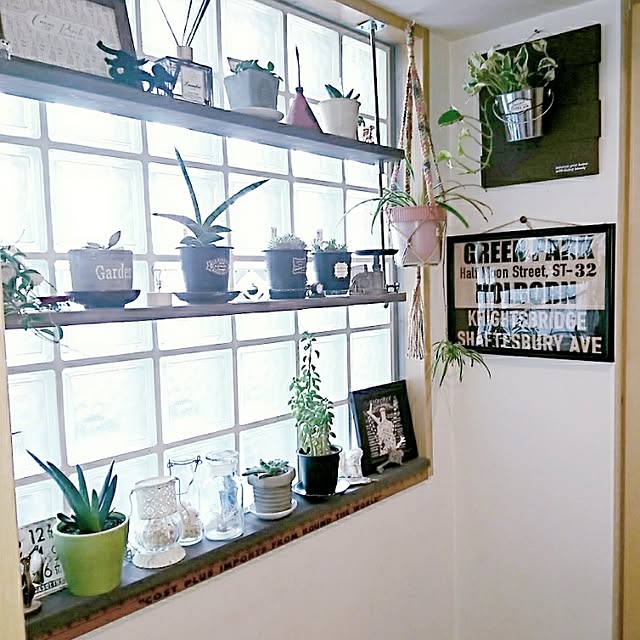 Overview,植物,長ネジ棚DIY,植物だらけ,プラントハンガー自作,DIY,indoor green,植物のある部屋,植物のある暮らし,インドアグリーン,interior green,NO GREEN NO LIFE,100均リメイク okameの部屋