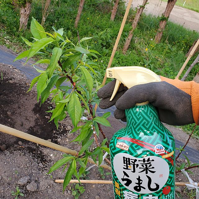 ガーデニング,家庭菜園,害虫対策,アースガーデン,野菜うまし,携帯カメラで撮影,北海道,桃の木 Minaharuの部屋
