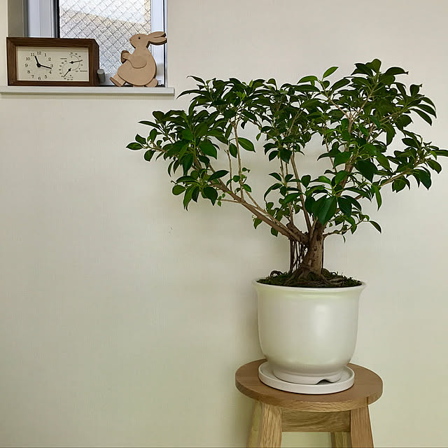 NO GREEN NO LIFE,フィカスナナ,植物のある暮らし,GREENのある暮らし,観葉植物,オーク,花台,Lounge ninjinの部屋