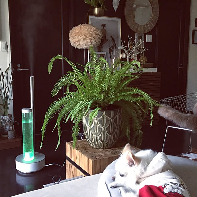 Lounge,犬と暮らす,cado加湿器,植物のある生活,wood,FLYMee,アートフレーム,アートポスター chapiの部屋