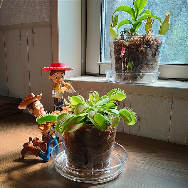 Overview,観葉植物,ダイソー,窓,植物,グリーン,雑貨,オブジェ,ディスプレイ,癒し,夏,ウッディ,Daiso,ジェシー,ミニチュア雑貨,ネペンテス,ウツボカズラ,暑すぎる,ディスプレイコーナー,季節を楽しむ,植物のある暮らし,観葉植物のある暮らし,ハエトリグサ,季節を楽しむ暮らし,癒しセット,植木鉢 teamoの部屋