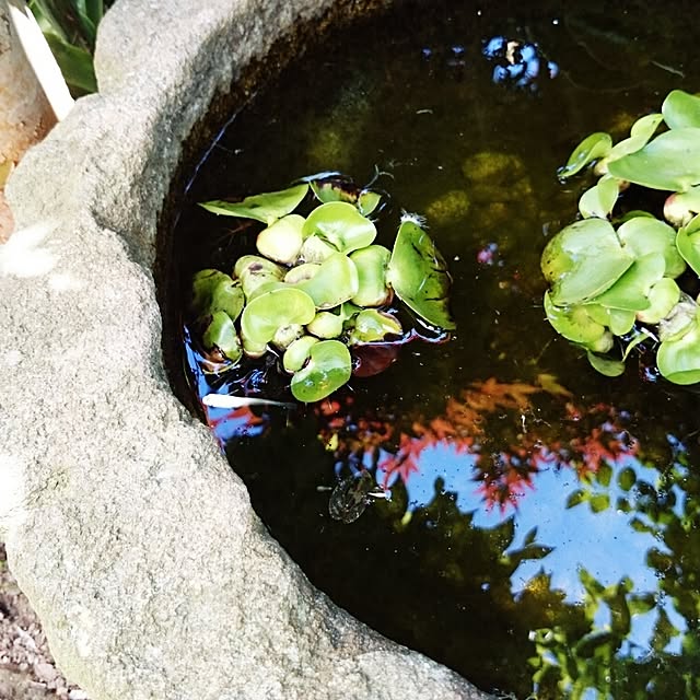 睡蓮鉢,めだか鉢,ほてい草,和風 Granadillaの部屋