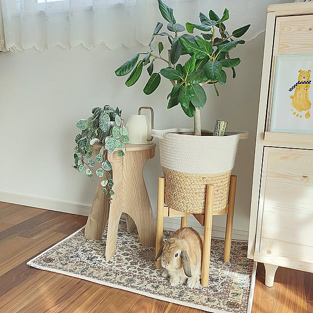 Amazon,IKEA,フェイクグリーン,salut!,うさぎと暮らす,ゴムの木,鉢スタンド,うさちゃん対策,ロップイヤー♡,Lounge suzuの部屋