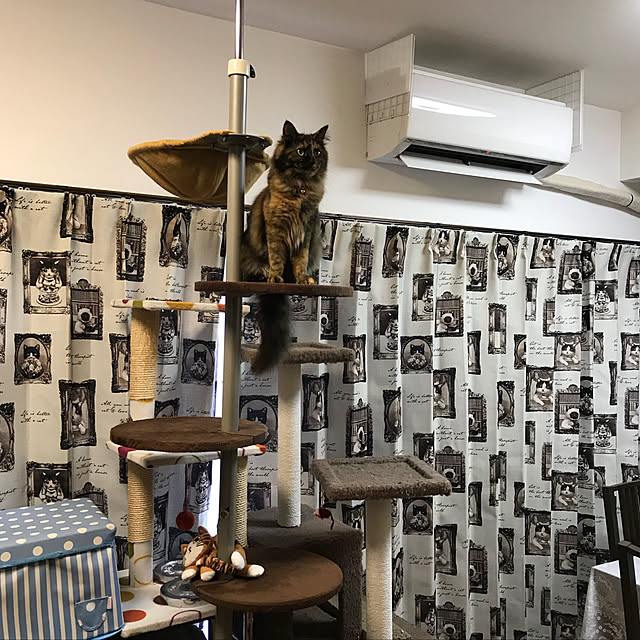Lounge,アンティーク nekohagu1005の部屋
