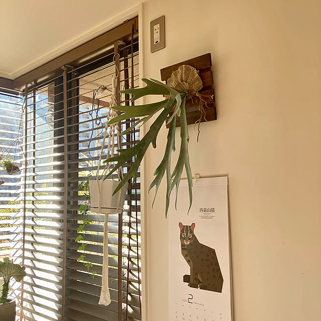 On Walls,東京堂,カレンダー,窓際,フェイクグリーン,木製ブラインド,ビカクシダ,コメント修正機能希望,ヒカクではなくビカク,コウモリラン kan2の部屋