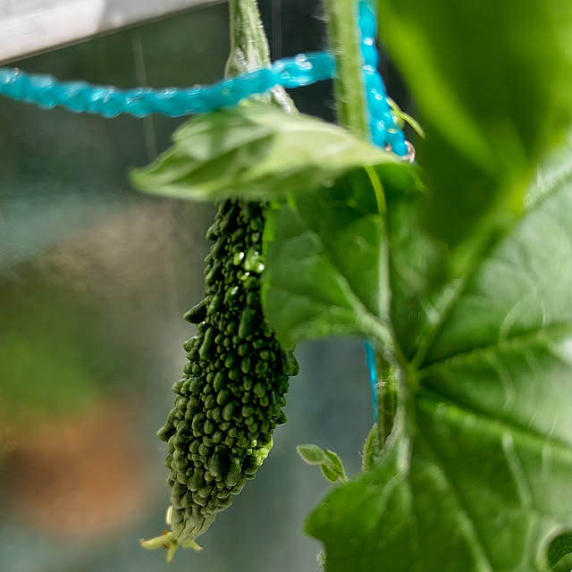 Entrance,無言フォロー大歓迎！,一人暮らし,賃貸でも頑張る‼,賃貸でも楽しく,植物のある暮らし,暑さ対策,ゴーヤ,グリーンカーテン,受粉,ゴーヤの実,無言フォローすいません,ベランダ菜園,プランターでゴーヤ wakaの部屋