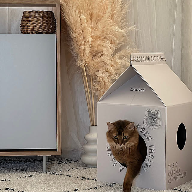 みんな大好きダンボール( ΦωΦ ),カメラ目線な猫,LAKOLE,パンパスグラス,ラコレハウス,猫のいる暮らし,Bedroom yuri.sの部屋