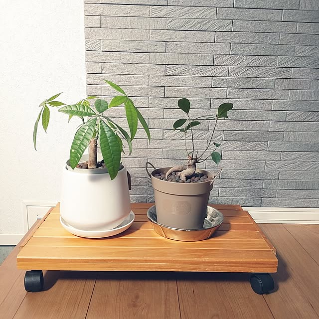 Bedroom,10分でできる,超強力両面テープ,超強力,スコッチ® 両面テープ,しっかり貼れる,新生活フェス2025,スッキリ暮らす,暮らしを楽しむ,楽しく暮らす,心地よい暮らし,モニター投稿,観葉植物,キャスター付き,キャスター台,キャスター付き台車,キャスター付き花台,花台,花台DIY,屋内・屋外用両面テープ tan5の部屋