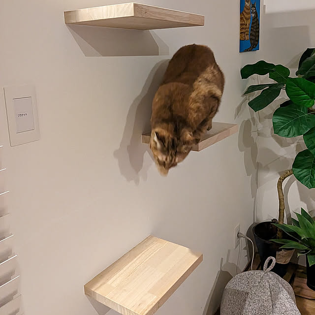 Lounge,階段,マット,滑り止め,リメクル,リビング吹き抜け,ねこと暮らす,キャットウォークのある家,保護猫のいる暮らし,キャットタワー,キャットウォーク yukkyの部屋