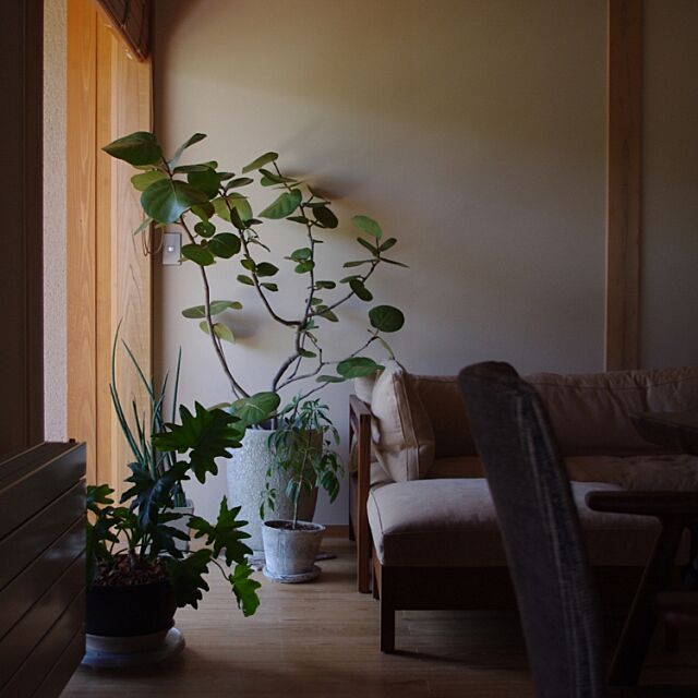 Lounge,シーグレープ,いつもいる場所,植物のある暮らし,窓辺,広松木工,ソファ,観葉植物,植木鉢,大型観葉植物 sugomoliの部屋