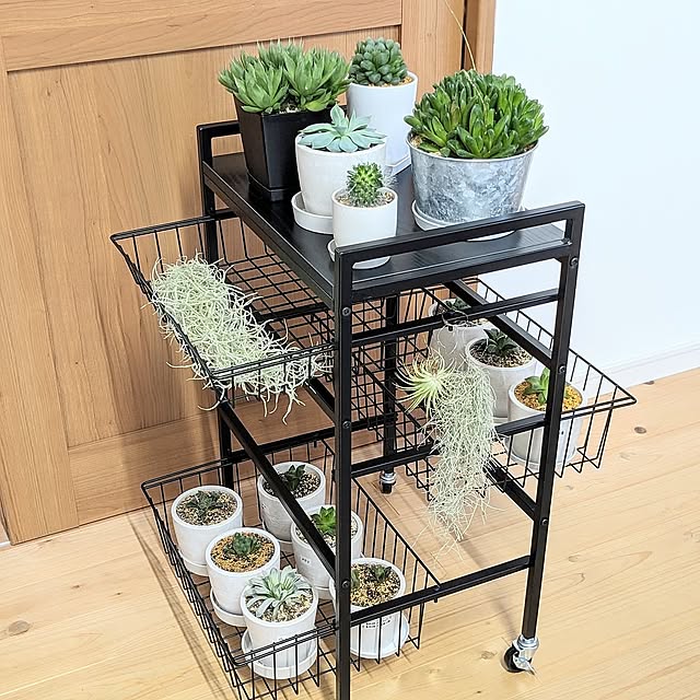 Lounge,収納,キッチンワゴン,すっきり暮らす,タマリビング,多肉植物,観葉植物,ハオルチア,無垢床,ひのきの床,ブラック,園芸,植物棚,植物,エアプランツ,ウスネオイデス,サボテン,インダストリアル PEROの部屋