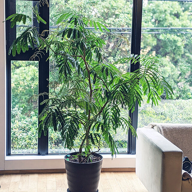 Lounge,エバーフレッシュ,観葉植物,観葉植物のある暮らし,窓,大きな窓,借景,借景は緑1面 mari919の部屋