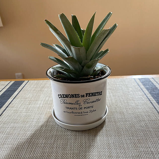 ダイソーの植木鉢,楽しみー!!,パイナップルのクラウン挿し,My Desk yukoの部屋