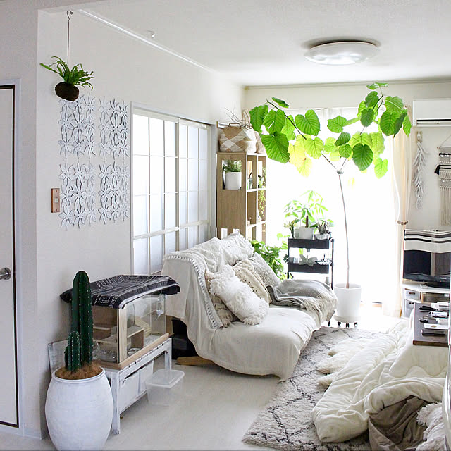 ハムスターの水槽,ソファ,シンボルツリー,木,ウンベラータ,観葉植物,苔玉,シダ植物,無印良品,Lounge,賃貸,リクライニングソファ Kaneyukiの部屋