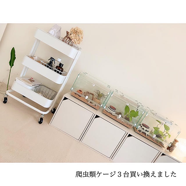 ペットとの暮らし,ダイソー,楽天roomやってます,フェレットと暮らす,収納アイデア,ニトリ,ZARA HOME,ドライフラワーのある暮らし,IGやってます,団地住まい,IKEA,愛用品→楽天roomに載せています,元和室,ヒョウモントカゲモドキ,セリア,爬虫類のいる暮らし,団地暮らし,団地インテリア,H&M HOME,DIY,BOHOインテリア,子供のいる暮らし,楽天room,キャンドゥ,無印良品,爬虫類ケージ,シンプルインテリア,Francfranc,観葉植物のある暮らし,レオパードゲッコー,Bedroom chaluの部屋