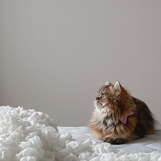 Bedroom,フォカスアルテシマ,グリーンのある暮らし,愛猫との朝,リラックス空間,観葉植物,安らぐ風景,猫のいる暮らし,癒しの猫 miyu39の部屋
