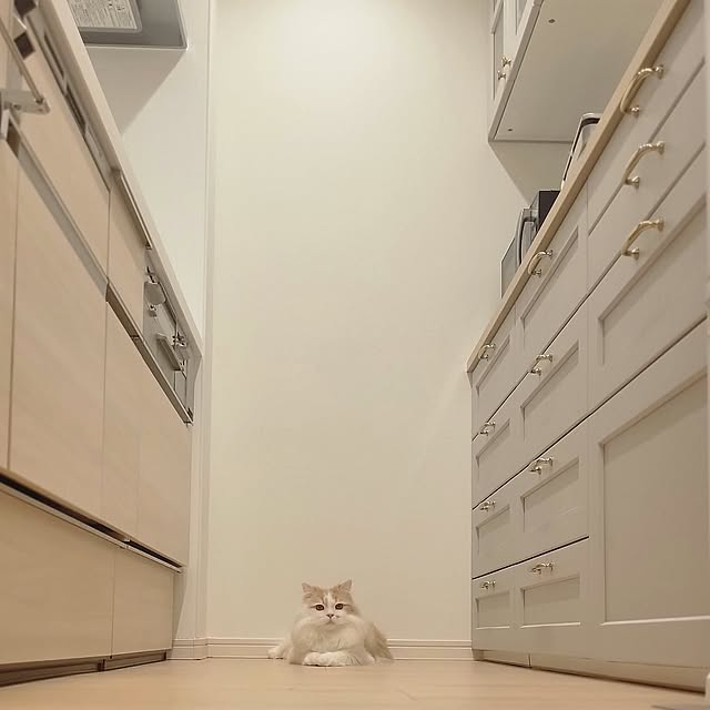 Kitchen,IKEA,ナチュラル,北欧,ねこと暮らす,カフェ風,ホワイトインテリア,リノベーション Shiratamaの部屋
