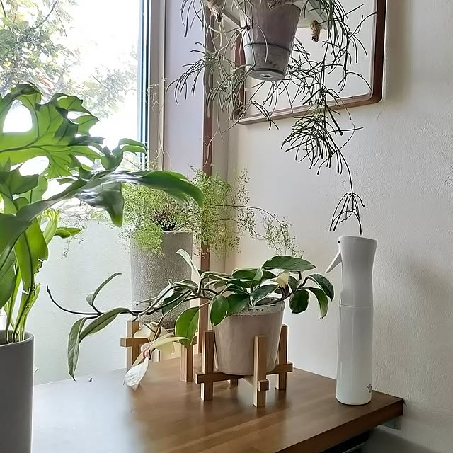 On Walls,2023.8.4,今日も35度超え,観葉植物,グリーン,植物のある暮らし,seria,セリア,ミストスプレー,アジアンタムミクロフィラム,ホヤレツーサ,ホヤ,セリアの花台,珪藻土の壁,窓辺,広がるミストスプレーボトル hana-の部屋