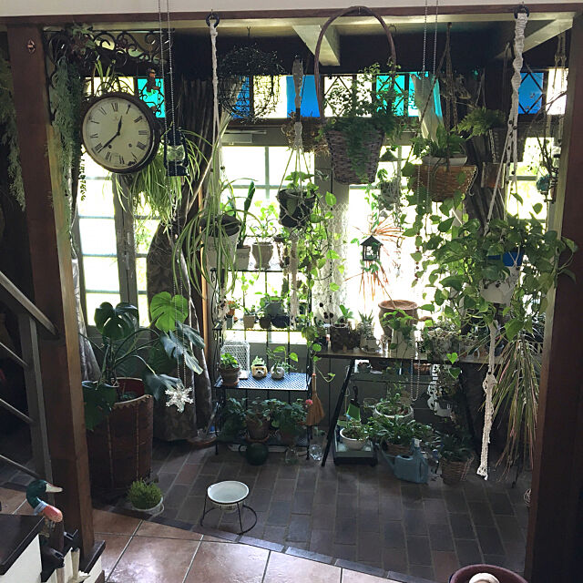 Entrance,目指せジャングル！,NO GREEN NO LIFE,観葉植物,土間 shigimiの部屋