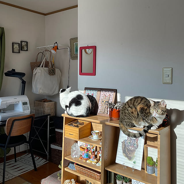 Bedroom,ダイソーのランドリーバッグ,ネコが好き,新生活,イベント参加,ネコのいる暮らし,ネコ姉弟,ラグ　姉　キジトラ,複数枚投稿,ビー　弟　白黒,ダイソー雑貨,絵本『なまえのないねこ』,jiji さんに感謝,taeko0779さんに感謝 nobikoの部屋