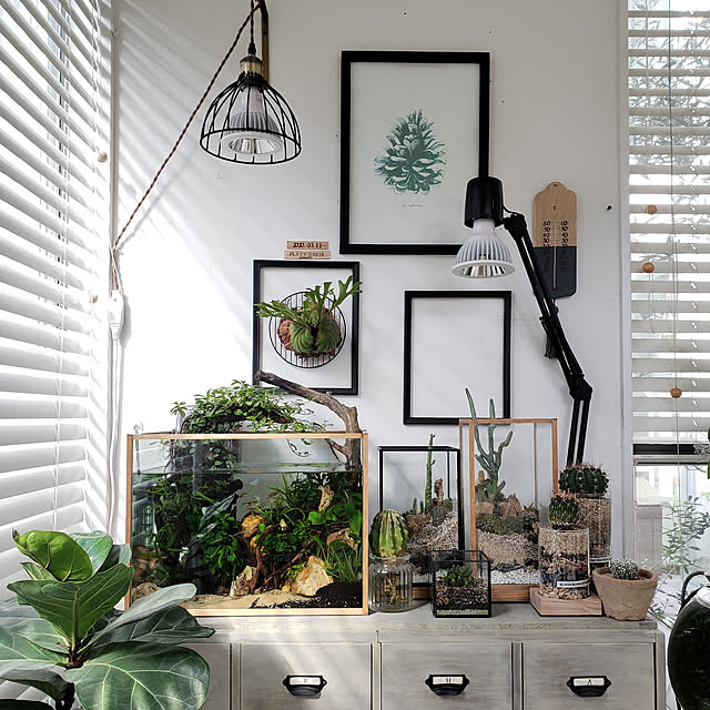 My Shelf,水槽,DIY,TUKUYOMILED,ハンドメイド,ig→mimt38,アクアリウム,植物育成ライト,リメイク,観葉植物,サボテン,インテリア雑貨 mi-の部屋