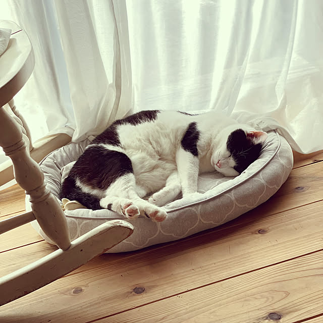 Lounge,18歳,はちわれ猫,ロッキングチェア,Nクールペット用,今日の猫様(=ﾟωﾟ=) nekosamaの部屋