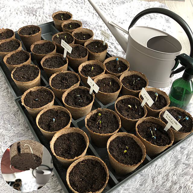 種蒔きから8日目,タネまき,植物のある暮らし,ジフィー,いいね＆コメントいつもアリガトウ♡,そのまま植えられる鉢,ジニア プロフュージョンレモン,種蒔き,ケイトウ きものスカーレット,サカタのタネ,モニター当選,見てくださってありがとう❁︎,ひまわりの種,My Desk unichanの部屋