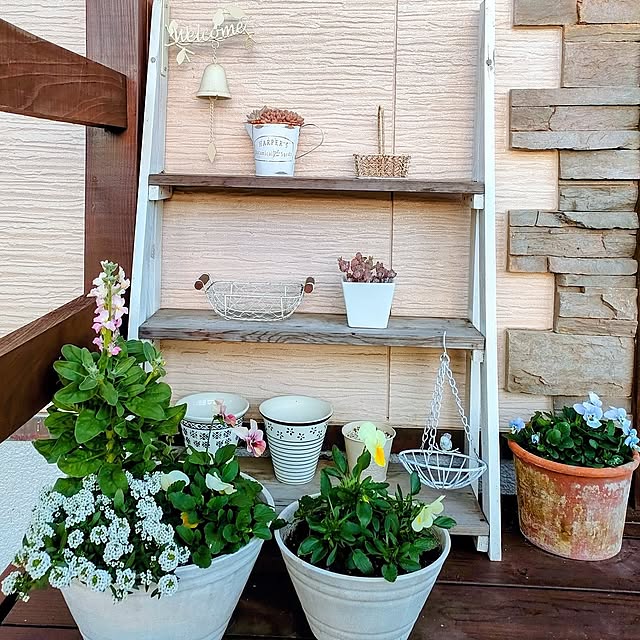 Entrance,ビオラ,ビオラ寄せ植え,ビオラ好き,アリッサム,ストック,花が好き,花を楽しむ,玄関デッキ,冬の花,寄せ植え,インスタと同じpic ai.happyplaceの部屋