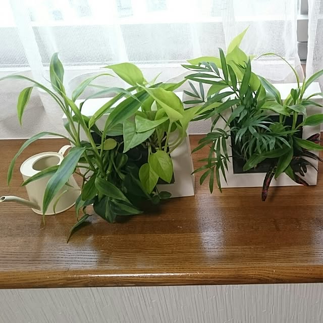 Lounge,無印良品,サンゲツ,壁にかけられる観葉植物,100均,NO GREEN NO LIFE,壁紙量産品,カーテン,リネンカーテン,蚊帳カーテン minakの部屋