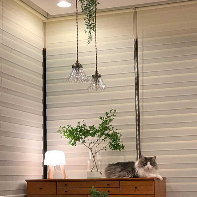 ドウダンツツジ,ねこのいる日常,猫と暮らす,Overview yukarinの部屋