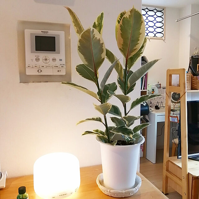 My Shelf,観葉植物,フィカスティネケ,無印良品アロマディフューザー VERANDARJUNの部屋