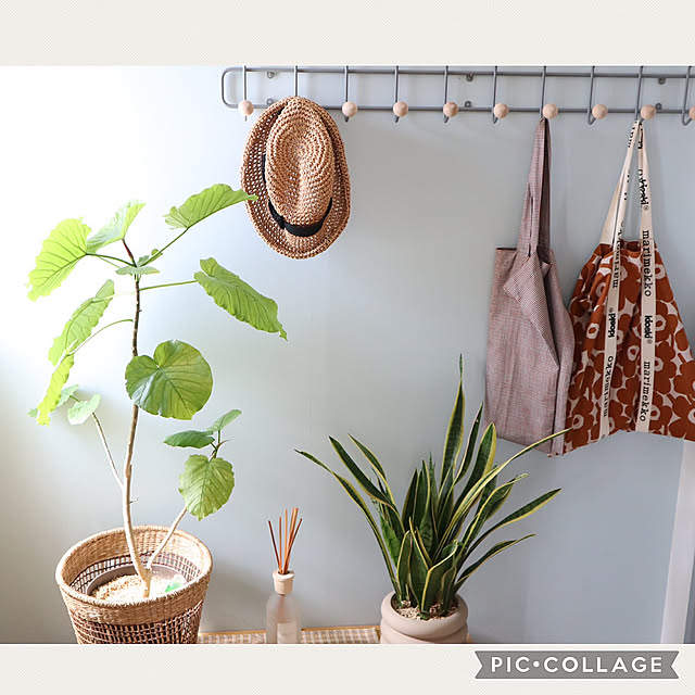 Entrance,観葉植物のある暮らし,観葉植物,インテリア,シンプル,ナチュラルインテリア,癒しの時間,シンプルが好き,すっきり暮らす,好きな風景,ナチュラルな暮らし,かわいいアイテム,壁紙屋本舗,色のある暮らし natsumiの部屋