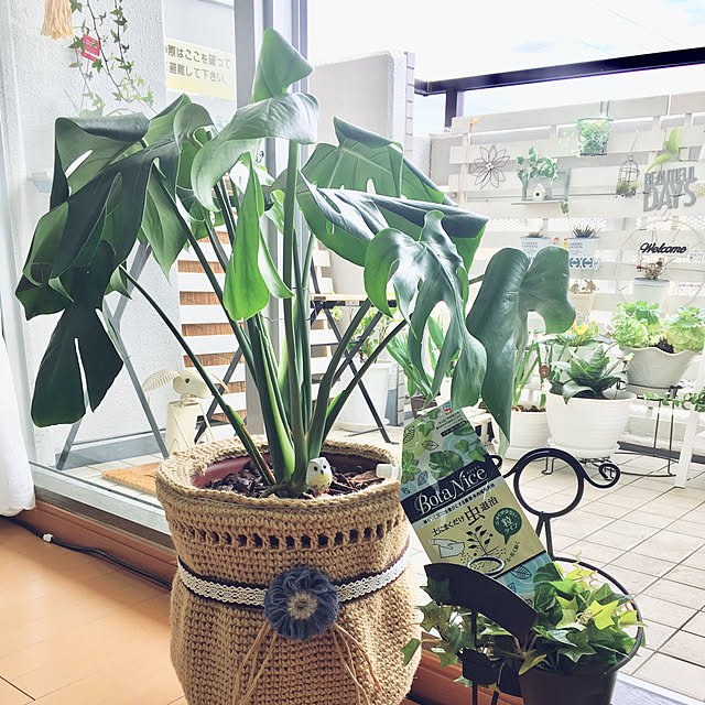 グリーンのある暮らし を快適に 3つのカンタンな虫対策で もっと植物を楽しもう Roomclip Mag 暮らしとインテリアのwebマガジン