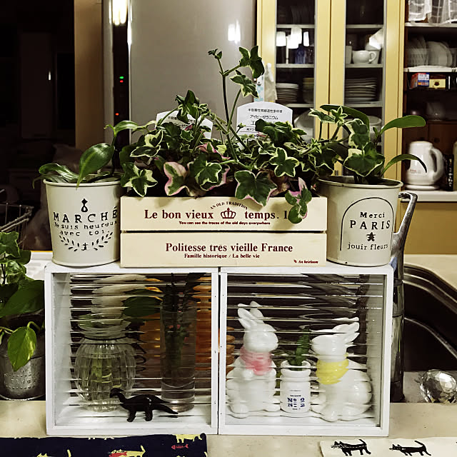 Kitchen,ミカヅキモモコ,観葉植物,セリア,お家で咲いてた花々✨,ガラスブロック,連投失礼します(>_<) Toyomiの部屋