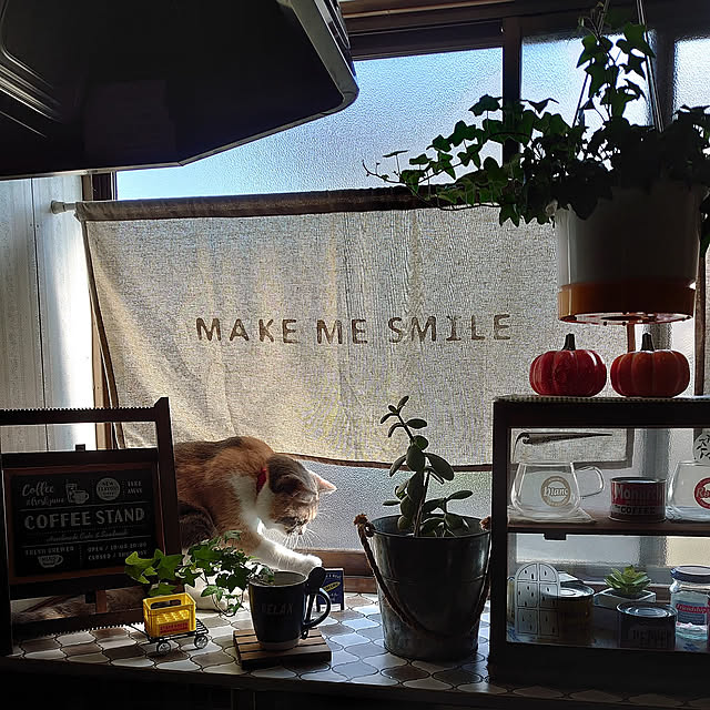 Kitchen,癒し,くつろぎ空間,三毛猫,秋晴れ,古い家を楽しむ,猫と暮らす,保護猫,古い家に住む,グリーン,築年数46年以上,古い家の台所,観葉植物のゴムの木は外で日光浴,台所の出窓クッションフロアDIY,かぼちゃ側から倒さずここまで登った猫,ごちゃごちゃ,ちょんちょん,セリアカフェカーテン,ハロウィン,かぼちゃ fukuの部屋