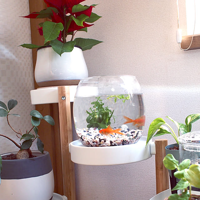 ポインセチア,観葉植物,金魚のいる暮らし,金魚,新年の抱負,金魚と暮らす,ベタのいる暮らし,水槽,花瓶,ベタ飼ってます,金魚すくいの金魚,Lounge,癒し saahannの部屋