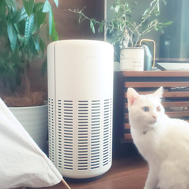 Lounge,ホワイトインテリア,ねこと暮らす,RoomClipショッピング,オリーブの木,パキラ成長中,白猫ミント,オッドアイ,ティピーテントdiy,植物のある暮らし,cado空気清浄機,ポイントバックキャンペーン necoの部屋
