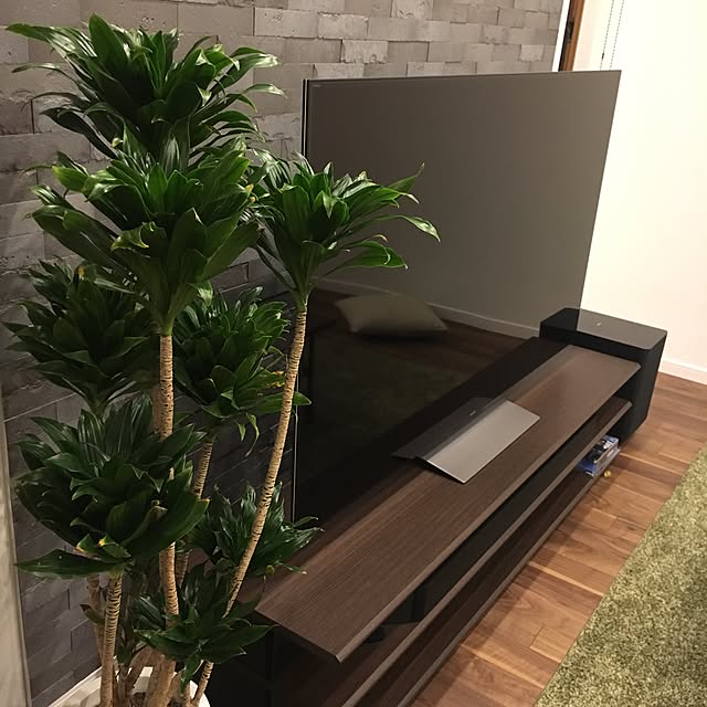 Lounge,ドラセナ,観葉植物,エコカラット Nanaの部屋