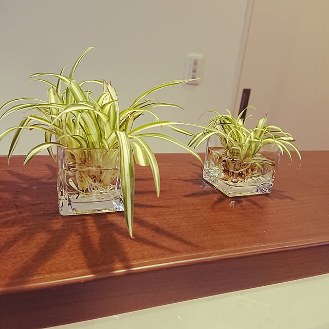 Kitchen,観葉植物,秋,オリヅルラン,生活感をなくしたい,観葉植物のある暮らし,オリヅルランの株分け,ダイソー,Daiso,ガラス容器,食器コーナーでミッケ！,花瓶 mushi-panの部屋