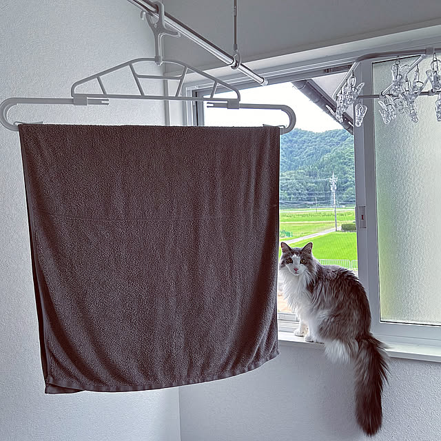 Bathroom,バスタオルハンガー,室内干し,ランドリールーム,タオル,洗濯,モニター投稿,ホームコーディ,ホームコーディのある暮らし,イオン ホームコーディ,選んで頂きありがとうございます♡,夏の暮らし準備2024 Akubiの部屋