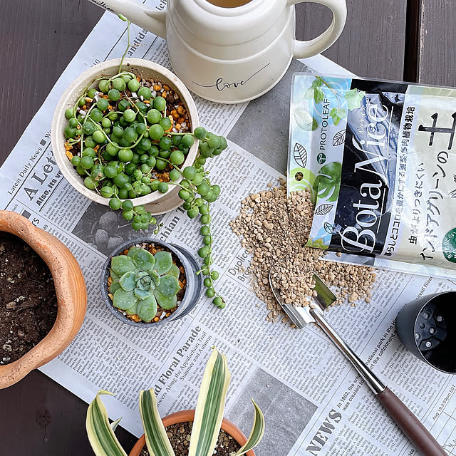 グリーンのある暮らし,グリーンネックレス,チワワエンシス,モニター投稿,BotaNice,虫対策,植物のある暮らし,多肉植物,観葉植物,コメントお気遣いなく♡,Overview,グリーン,ウッドデッキ Miiの部屋